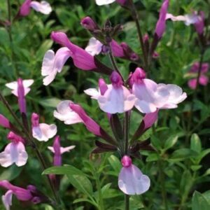 CHUXAY GARDEN Salvia 'Pink Frills' Seeds,Pink Salvia Greggii,Autumn Salvia 40 Seeds Showy Accent Plant Lovely Pink Flowers Great Herb Plant Easy for Planting