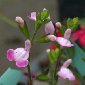 CHUXAY GARDEN Salvia 'Pink Frills' Seeds,Pink Salvia Greggii,Autumn Salvia 40 Seeds Showy Accent Plant Lovely Pink Flowers Great Herb Plant Easy for Planting