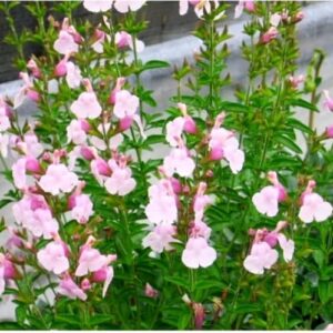 CHUXAY GARDEN Salvia 'Pink Frills' Seeds,Pink Salvia Greggii,Autumn Salvia 40 Seeds Showy Accent Plant Lovely Pink Flowers Great Herb Plant Easy for Planting