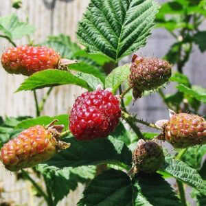 loganberry plant live from 6 to 10 inc tall, berry fruits planting ornaments perennial garden simple to grow pots