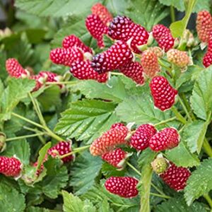 Loganberry Plant Live from 6 to 10 Inc Tall, Berry Fruits Planting Ornaments Perennial Garden Simple to Grow Pots