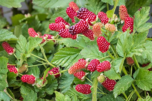 Loganberry Plant Live from 6 to 10 Inc Tall, Berry Fruits Planting Ornaments Perennial Garden Simple to Grow Pots