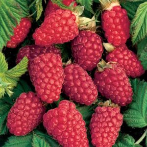 Loganberry Plant Live from 6 to 10 Inc Tall, Berry Fruits Planting Ornaments Perennial Garden Simple to Grow Pots