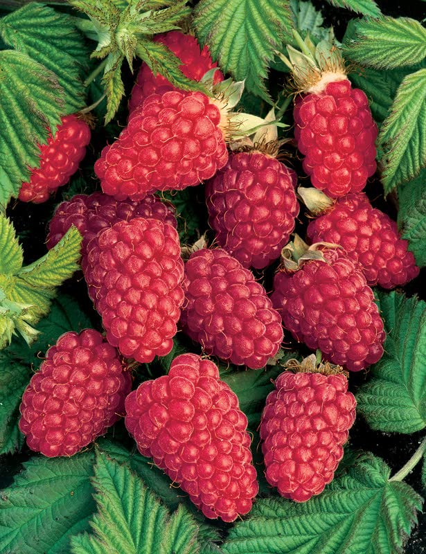Loganberry Plant Live from 6 to 10 Inc Tall, Berry Fruits Planting Ornaments Perennial Garden Simple to Grow Pots