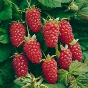 Loganberry Plant Live from 6 to 10 Inc Tall, Berry Fruits Planting Ornaments Perennial Garden Simple to Grow Pots