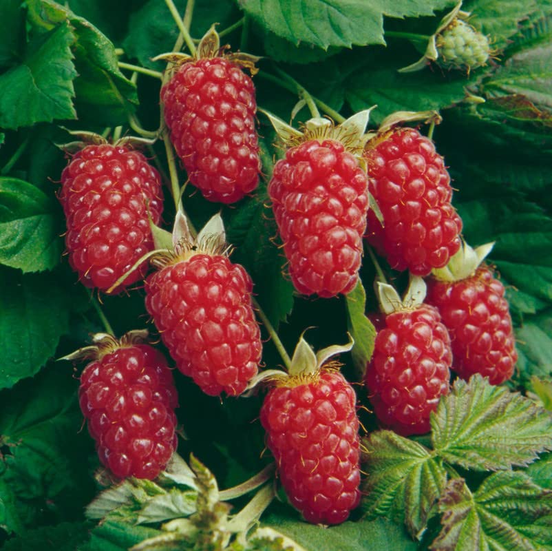 Loganberry Plant Live from 6 to 10 Inc Tall, Berry Fruits Planting Ornaments Perennial Garden Simple to Grow Pots