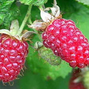 Loganberry Plant Live from 6 to 10 Inc Tall, Berry Fruits Planting Ornaments Perennial Garden Simple to Grow Pots