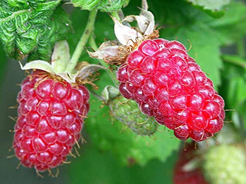 Loganberry Plant Live from 6 to 10 Inc Tall, Berry Fruits Planting Ornaments Perennial Garden Simple to Grow Pots