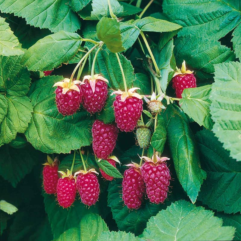 Loganberry Plant Live from 6 to 10 Inc Tall, Berry Fruits Planting Ornaments Perennial Garden Simple to Grow Pots