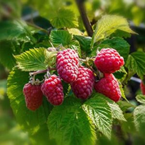 Loganberry Plant Live from 6 to 10 Inc Tall, Berry Fruits Planting Ornaments Perennial Garden Simple to Grow Pots