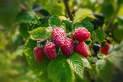Loganberry Plant Live from 6 to 10 Inc Tall, Berry Fruits Planting Ornaments Perennial Garden Simple to Grow Pots
