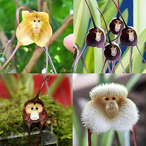 QAUZUY GARDEN 100 Mix Rare Monkey Face Orchid Seeds for Planting - Rare Monkey-Like Dracula Simia Orchid Seeds - Blooms at Any Season - Striking Perennial Orchid Flower