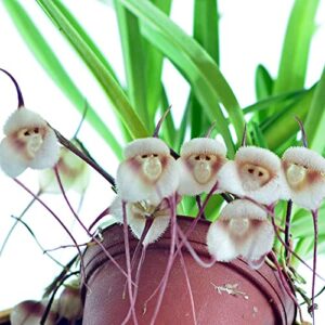 QAUZUY GARDEN 100 Mix Rare Monkey Face Orchid Seeds for Planting - Rare Monkey-Like Dracula Simia Orchid Seeds - Blooms at Any Season - Striking Perennial Orchid Flower