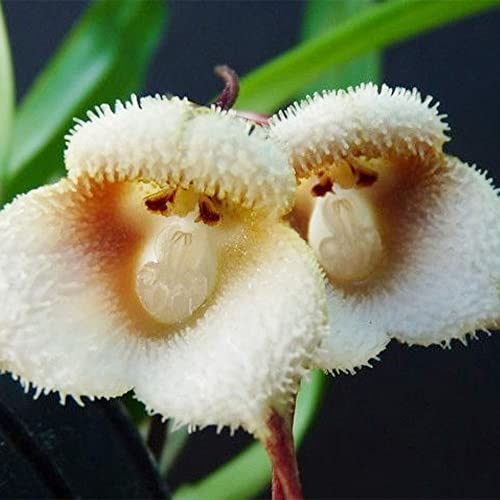 QAUZUY GARDEN 100 Mix Rare Monkey Face Orchid Seeds for Planting - Rare Monkey-Like Dracula Simia Orchid Seeds - Blooms at Any Season - Striking Perennial Orchid Flower