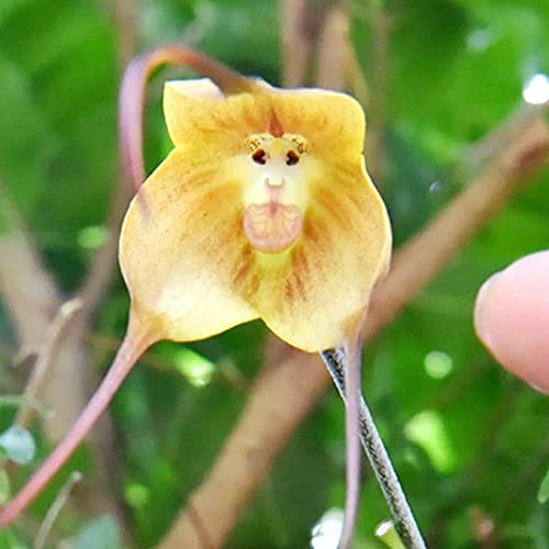 QAUZUY GARDEN 100 Mix Rare Monkey Face Orchid Seeds for Planting - Rare Monkey-Like Dracula Simia Orchid Seeds - Blooms at Any Season - Striking Perennial Orchid Flower