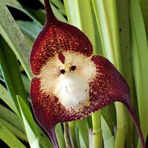 QAUZUY GARDEN 100 Mix Rare Monkey Face Orchid Seeds for Planting - Rare Monkey-Like Dracula Simia Orchid Seeds - Blooms at Any Season - Striking Perennial Orchid Flower