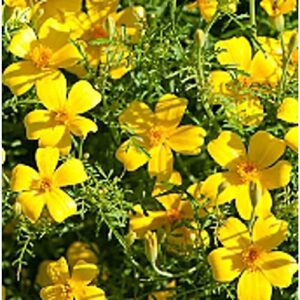 marigold flowers (lemon gem) seeds (20+ seeds) | non gmo | vegetable fruit herb flower seeds for planting | home garden greenhouse pack
