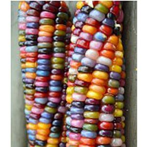 rainbow ornamental corn seeds (20+ seeds) | non gmo | vegetable fruit herb flower seeds for planting | home garden greenhouse pack