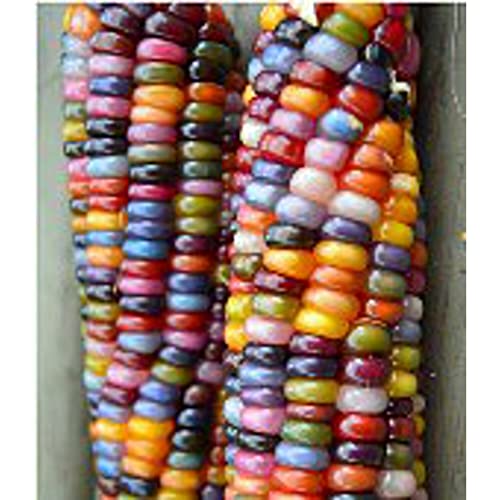 Rainbow Ornamental Corn Seeds (20+ Seeds) | Non GMO | Vegetable Fruit Herb Flower Seeds for Planting | Home Garden Greenhouse Pack