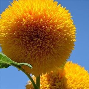 50+ teddy bear sunflower seed semi dwarf helianthus garden beautiful flower seeds