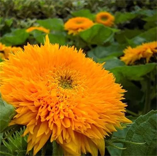 50+ Teddy Bear Sunflower Seed Semi Dwarf Helianthus Garden Beautiful Flower Seeds