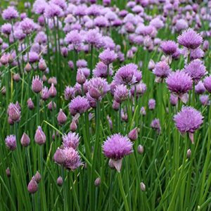 outsidepride allium chives culinary herb garden plants for cooking, pollination, & dried arrangements – 1 oz