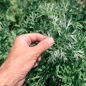 outsidepride perennial artemisia wormwood herb garden plants with aromatic fragrance – 5000 seeds