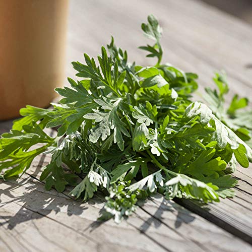 Outsidepride Perennial Artemisia Wormwood Herb Garden Plants with Aromatic Fragrance - 5000 Seeds