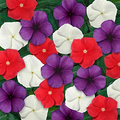 Outsidepride Vinca Periwinkle American Pie Garden Flower, Ground Cover, & Container Plant Mix - 50 Seeds