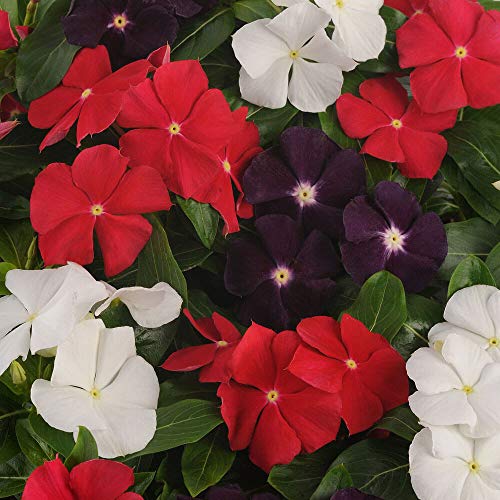 Outsidepride Vinca Periwinkle American Pie Garden Flower, Ground Cover, & Container Plant Mix - 50 Seeds