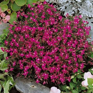 outsidepride lobelia rosamond for edging borders, rock gardens, hanging baskets, window boxes, & ground cover – 10000 seeds