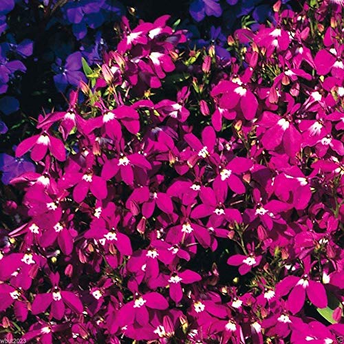 Outsidepride Lobelia Rosamond for Edging Borders, Rock Gardens, Hanging Baskets, Window Boxes, & Ground Cover - 10000 Seeds