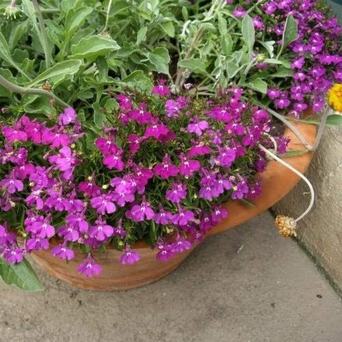 Outsidepride Lobelia Rosamond for Edging Borders, Rock Gardens, Hanging Baskets, Window Boxes, & Ground Cover - 10000 Seeds