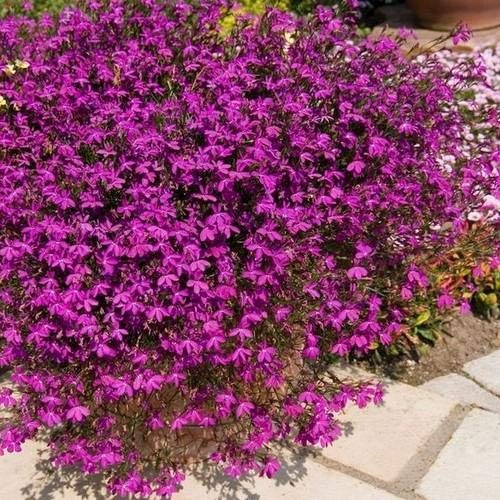 Outsidepride Lobelia Rosamond for Edging Borders, Rock Gardens, Hanging Baskets, Window Boxes, & Ground Cover - 10000 Seeds