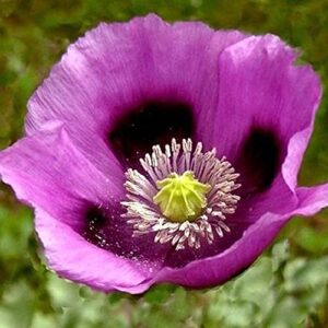 david’s garden seeds flower poppy hungarian breadseed (purple) 100 non-gmo, open pollinated seeds