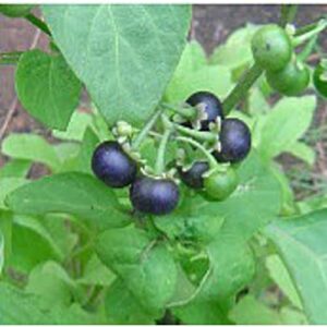 huckleberry seeds (20+ seeds) | non gmo | vegetable fruit herb flower seeds for planting | home garden greenhouse pack