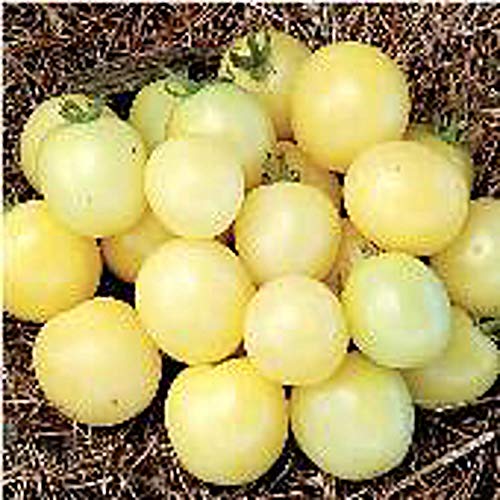 White Cherry Tomato Seeds (20+ Seeds) | Non GMO | Vegetable Fruit Herb Flower Seeds for Planting | Home Garden Greenhouse Pack