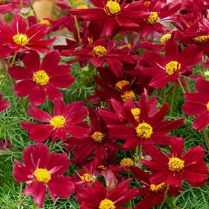 Outsidepride Cosmos Bipannutus Sonata Red Shades Garden Flower Seed Mix - 50 Seeds