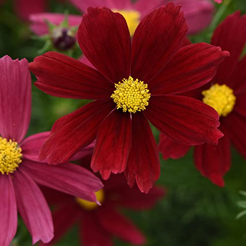 Outsidepride Cosmos Bipannutus Sonata Red Shades Garden Flower Seed Mix - 50 Seeds