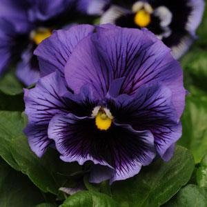 outsidepride viola pansy frizzle sizzle blue indoor house plant or outdoor garden flower for beds, borders pots, & containers – 50 seeds