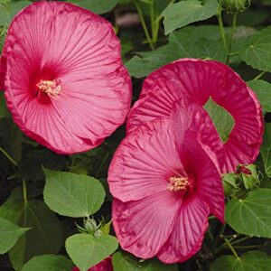 outsidepride hibiscus luna rose garden flower seed & foliage container plants – 20 seeds