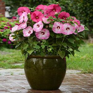 Outsidepride Hibiscus Luna Rose Garden Flower Seed & Foliage Container Plants - 20 Seeds
