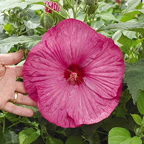 Outsidepride Hibiscus Luna Rose Garden Flower Seed & Foliage Container Plants - 20 Seeds