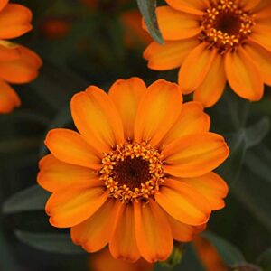 outsidepride zinnia star orange heat & drought tolerant garden cut flowers – 250 seeds