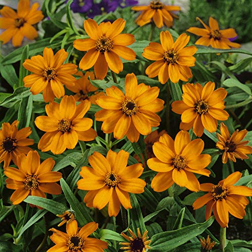 Outsidepride Zinnia Star Orange Heat & Drought Tolerant Garden Cut Flowers - 250 Seeds