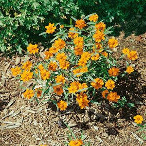 Outsidepride Zinnia Star Orange Heat & Drought Tolerant Garden Cut Flowers - 250 Seeds