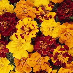 outsidepride tagetes patula outback french marigold garden pollinator flowers & butterfly attractant – 250 seeds