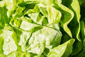 butterhead lettuce seeds “white boston” – firm, round buttercrunch-like head lettuce | heirloom seeds by liliana’s garden |