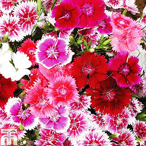 QAUZUY GARDEN 3000 Seeds Mixed Dianthus Seeds Carnation Gillyflower Sweet William Garden Clove Cheddar Pinks Seeds- Perennial Hardy Easy Growing Flower