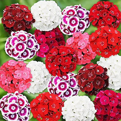 QAUZUY GARDEN 3000 Seeds Mixed Dianthus Seeds Carnation Gillyflower Sweet William Garden Clove Cheddar Pinks Seeds- Perennial Hardy Easy Growing Flower